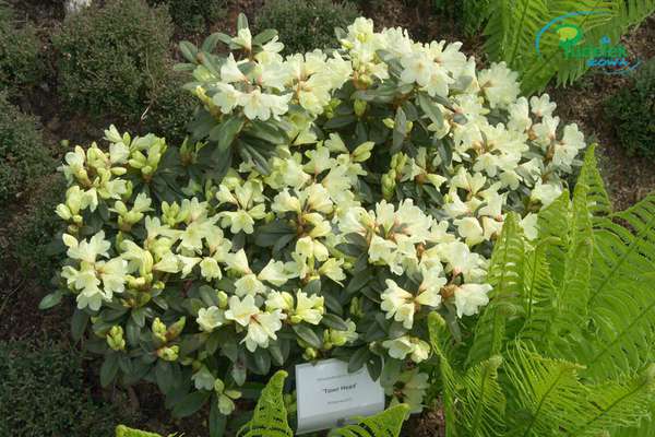 Rhododendron Towr Heard